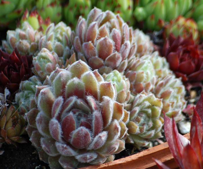 Sempervivum Dachwurz Hauswurz